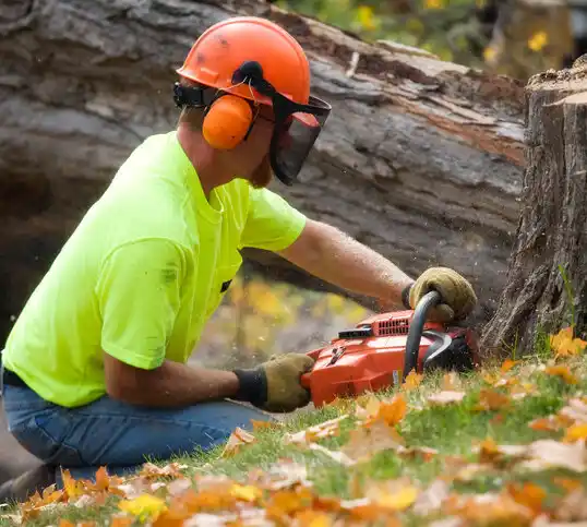 tree services Canal Winchester